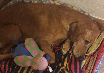 Un hogar para Agallas: «Queremos que viva aquí ya para siempre»