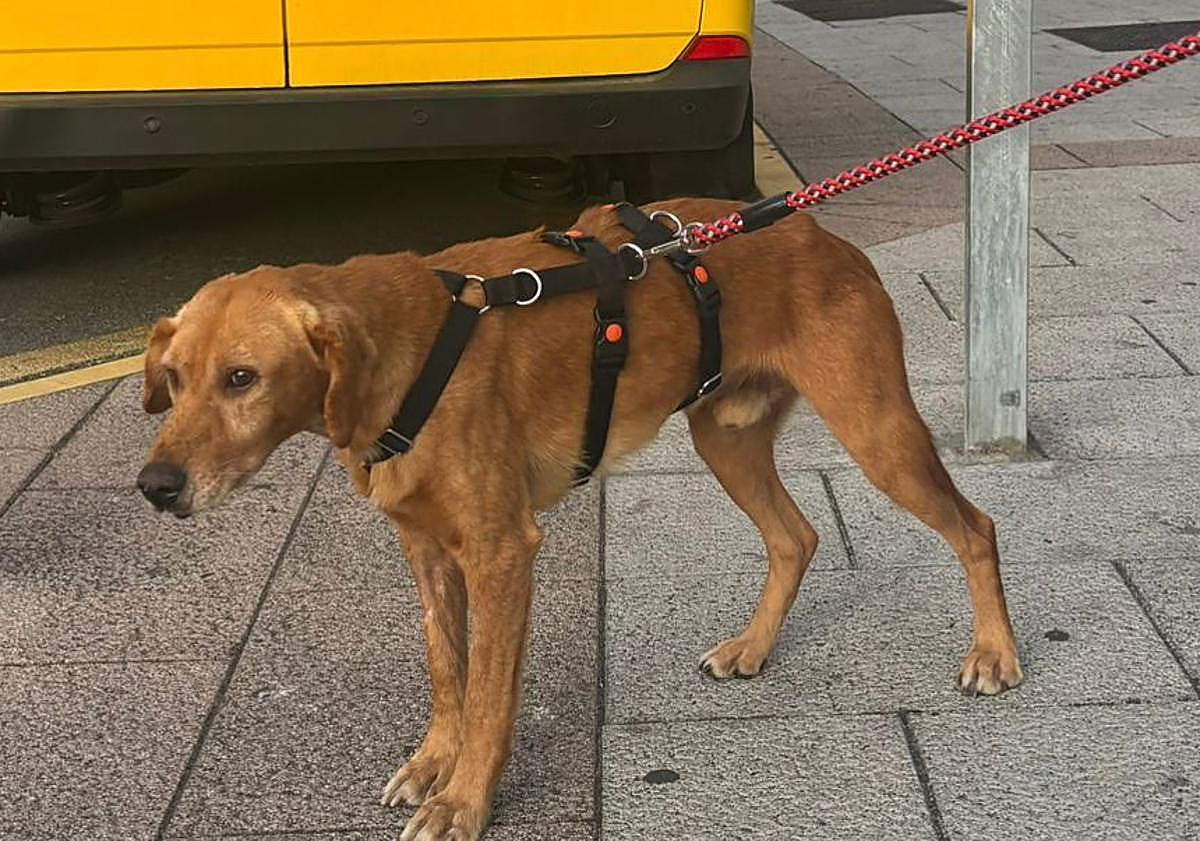 Imagen principal - Agallas en sus primeros paseos con Sergio Cascallana.