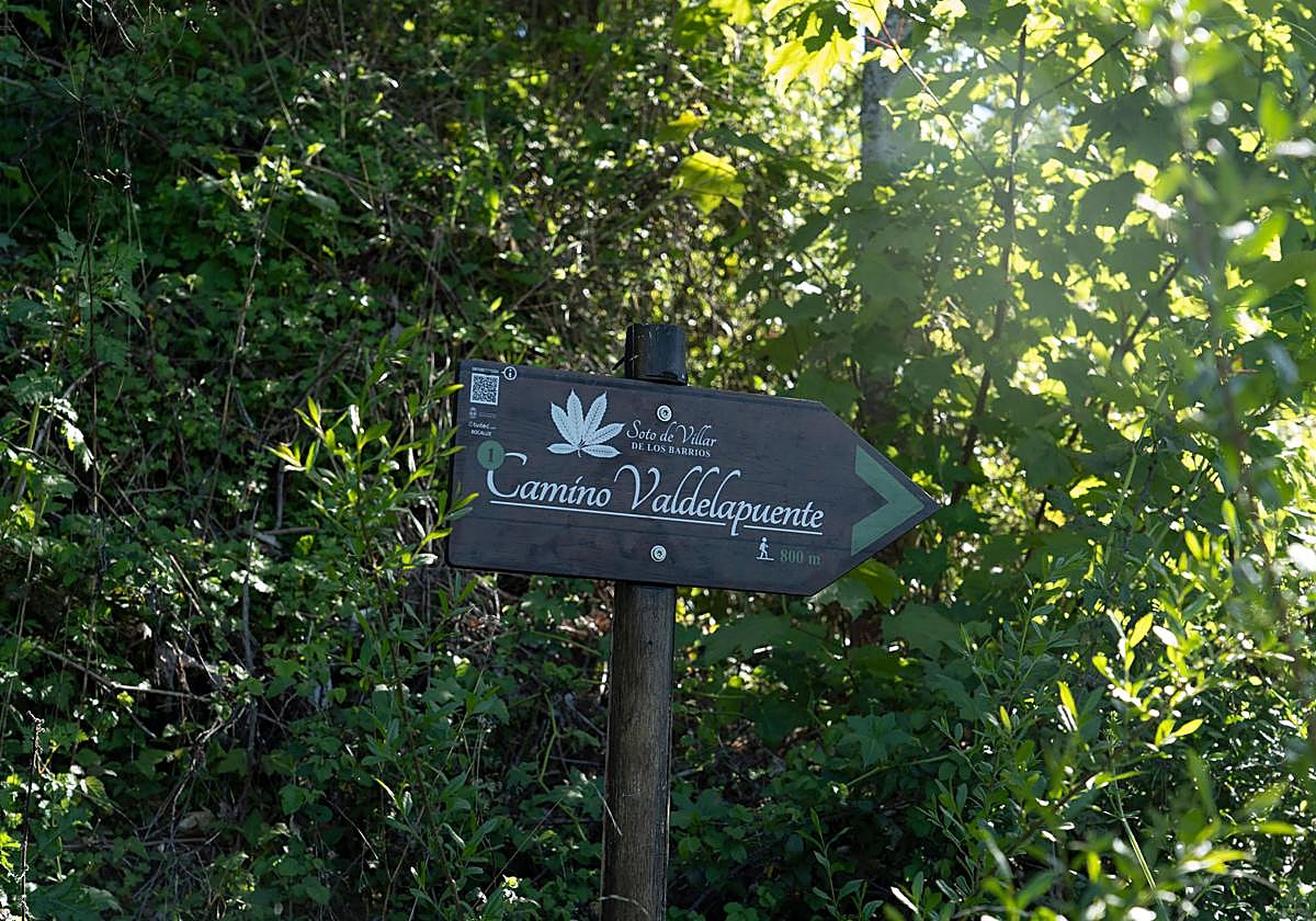 Imagen de uno de los caminos del Soto de Villar de los Barrios.