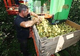 Recogida de pera conferencia en el Bierzo.