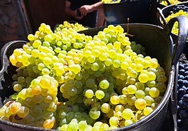 Vendimia en El Bierzo.