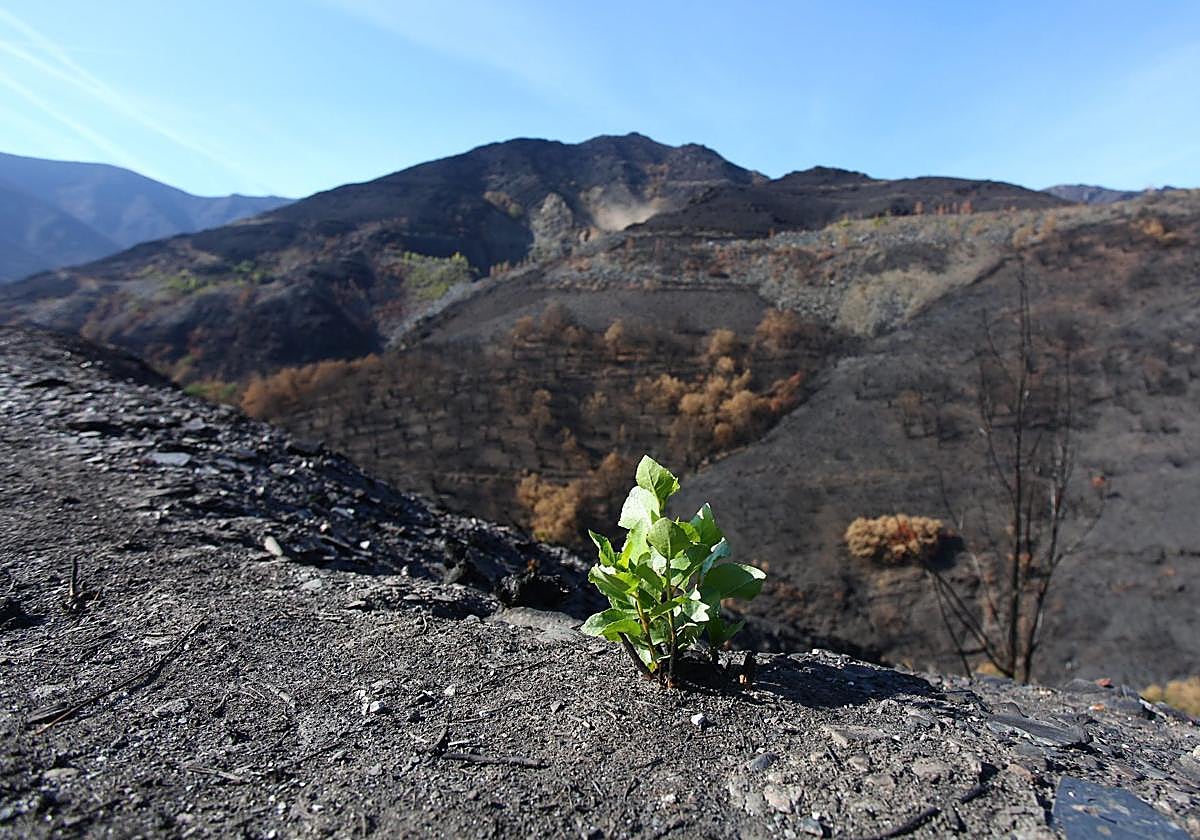 Trabajos de reconstrucción en la localidad de Lusio.