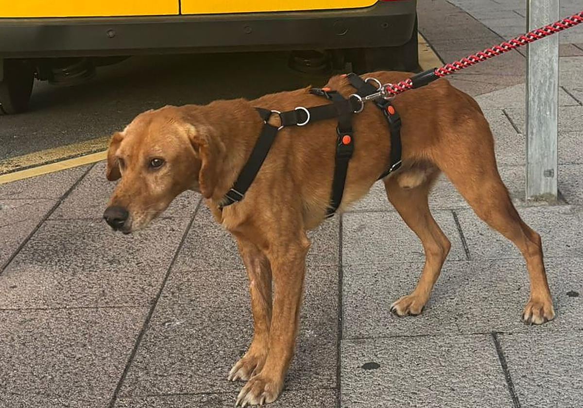 Imagen de Agallas, el perro desaparecido.