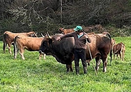 Un ganadero berciano junto a sus reses en los montes del Bierzo Oeste.