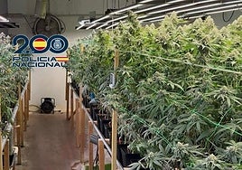 Imágenes de la explotación de cultivo bajo techo de marihuana en el Polígono de Montearenas en Ponferrada.