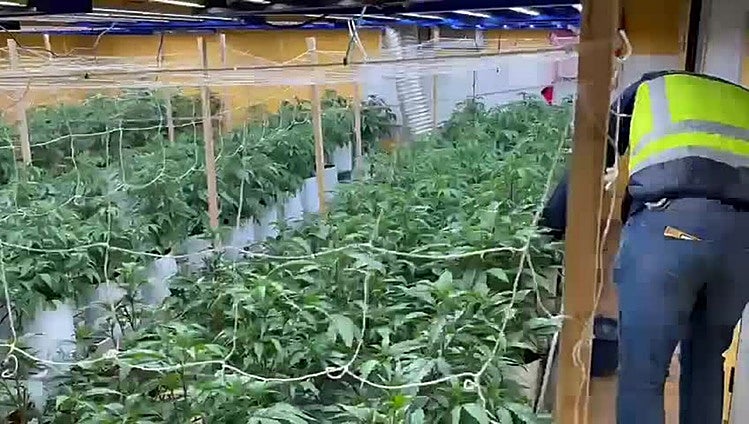 Plantación de 720 plantas de marihuana en Ponferrada