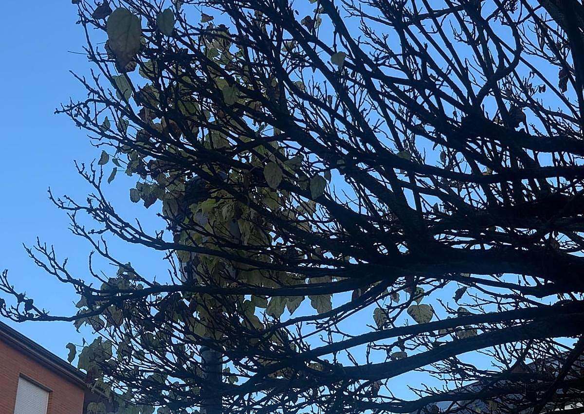 Imagen secundaria 1 - Imágenes del estado de los árboles en la Plaza de Castilla en el barrio de La Placa (Ponferrada)