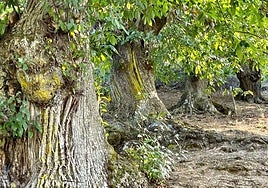 Imagen de alguno de los castaños.