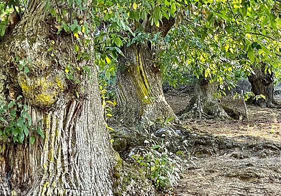 Imagen de alguno de los castaños.