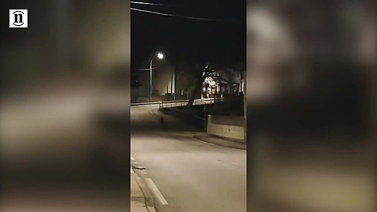 Paseo de un oso en Toreno