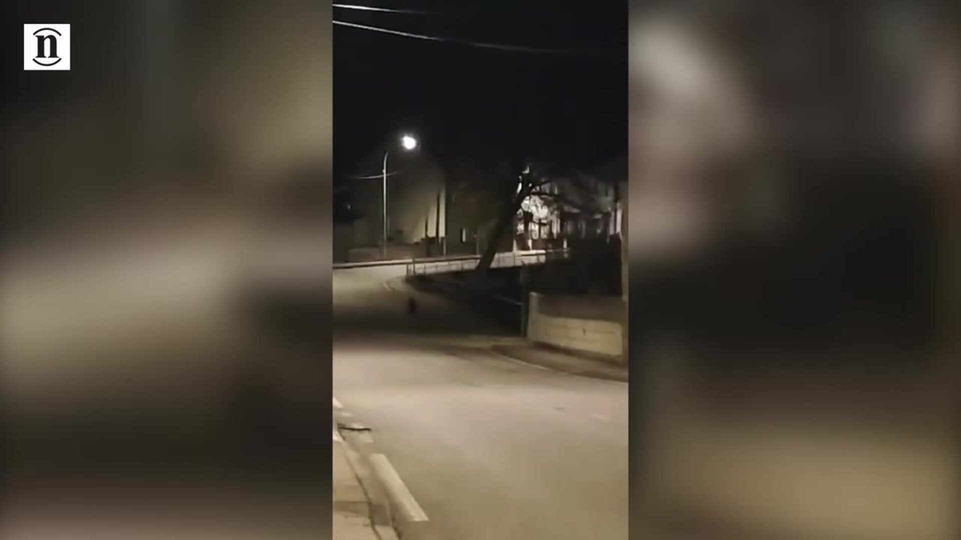 Paseo de un oso en Toreno