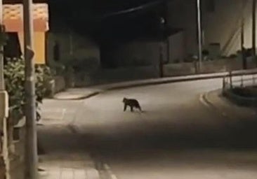 Un oso se pasea por las calles de Toreno