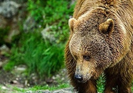 Ejemplar de oso pardo.