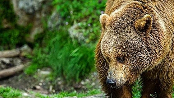 Los ataques de osos destruyen, al menos, dos docenas de colmenas en Ancares