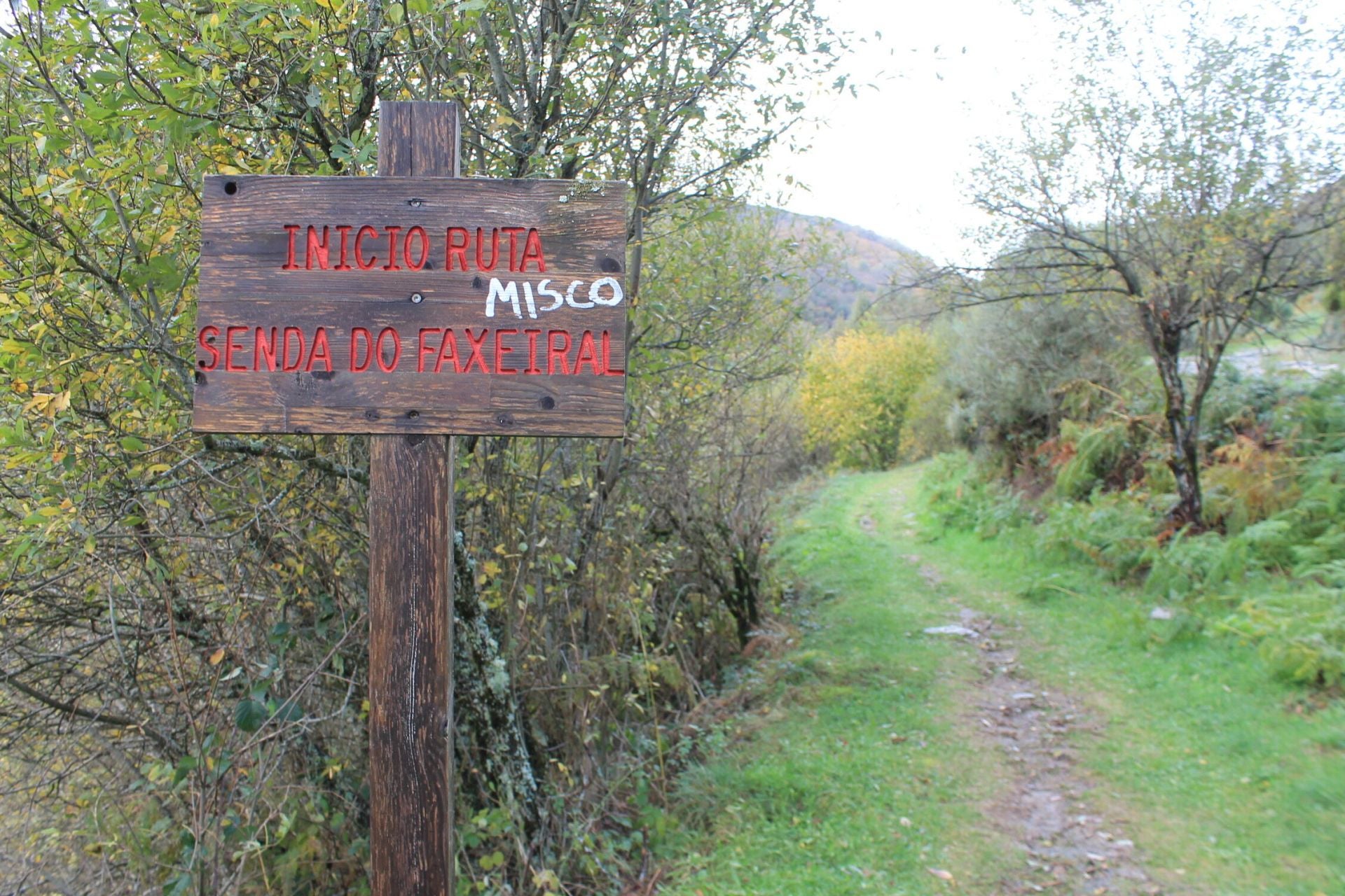 Las imágenes del hayedo de Busmayor