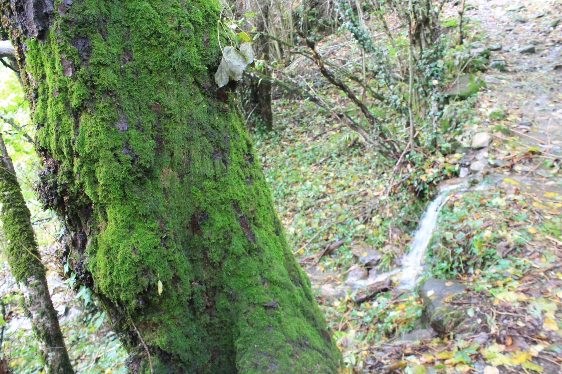 Las imágenes del hayedo de Busmayor