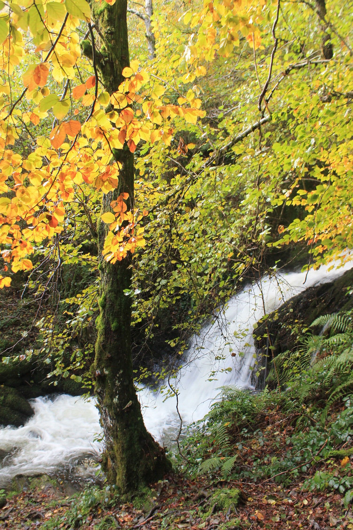Las imágenes del hayedo de Busmayor
