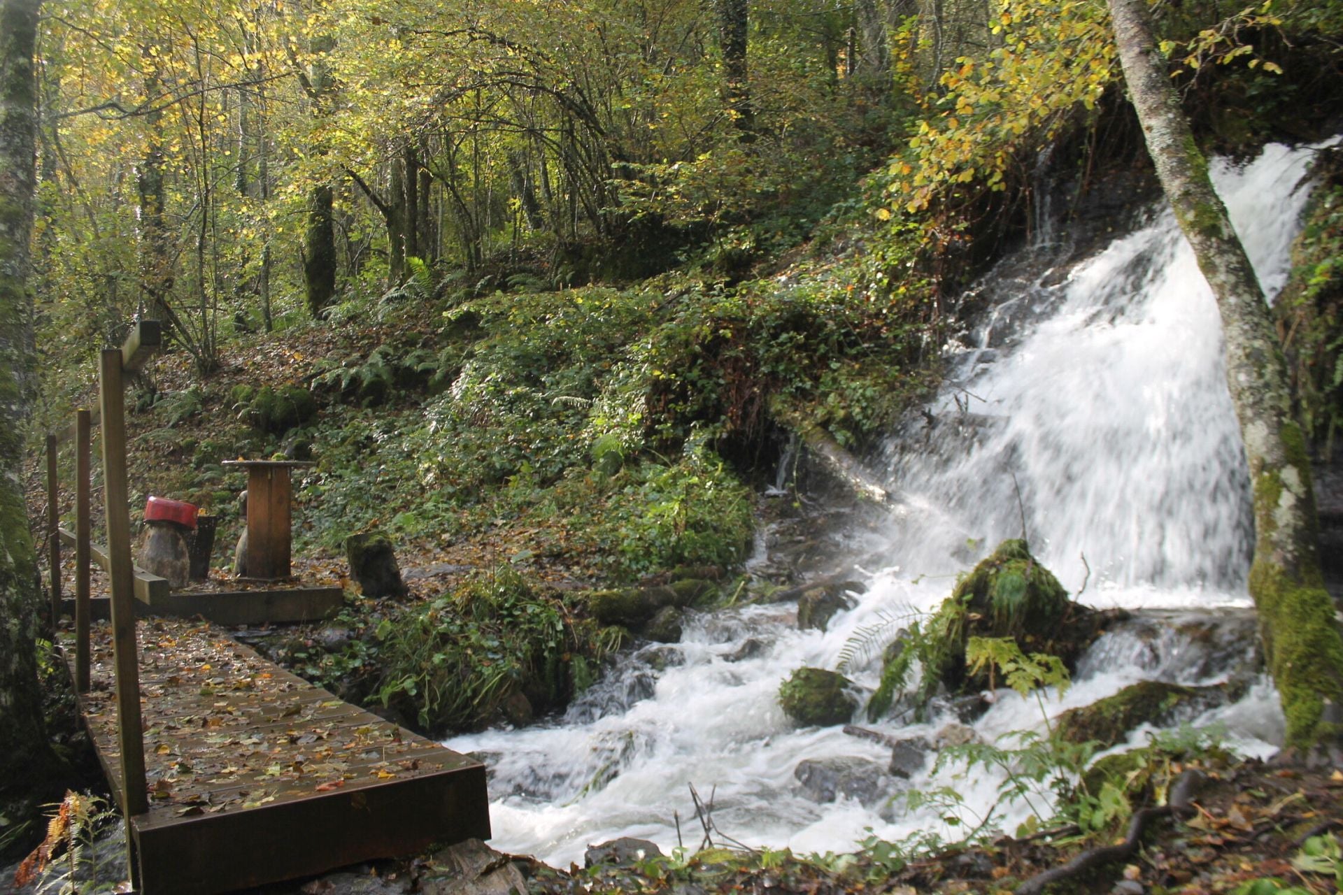 Las imágenes del hayedo de Busmayor