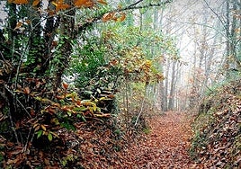 Imagen del castañar centenario recuperado por los vecinos del pueblo de la provincia de León.