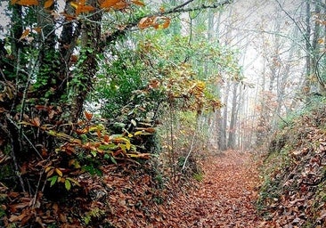 El pueblo de León que dio nueva vida a un castañar centenario y que ha enamorado a National Geographic