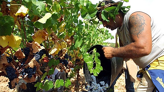 El Consejo Regulador de la DO Bierzo se reunirá para tratar la renovación catastral de Toral de los Vados