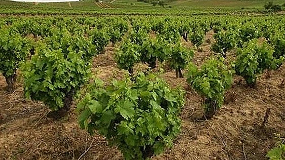 La Estación de Avisos Agrícolas del Bierzo recomienda aplicar tratamientos contra la polilla del racimo de la vid