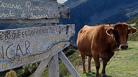 De 'un ancarés vale por tres' a 'a pita que en casa queda, se nun come, esgarabella': Ancares busca sus refranes