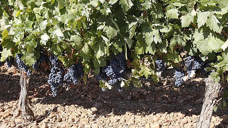La DO Bierzo prevé una vendimia «larga» con una uva «más pequeña pero de mucha calidad»