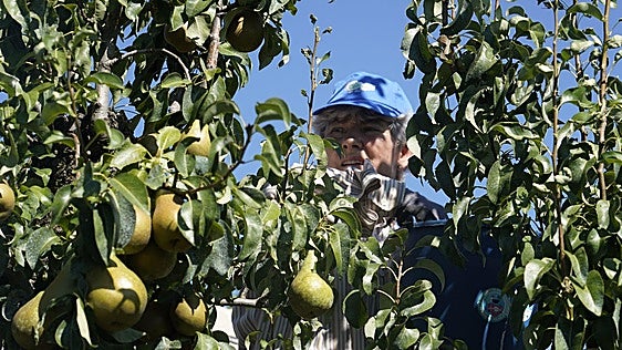 La pera conferencia y la manzana reineta del Bierzo finalizan la campaña con 11,6 millones de kilos de «una calidad excepcional»