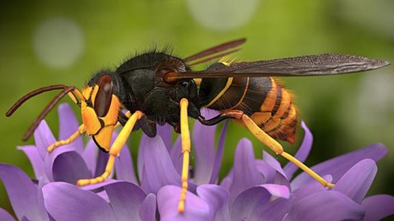 Avispa asiática. 