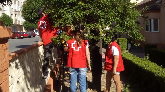 Los voluntarios de Cruz Roja en Bembibre recogieron este viernes la fruta donada por la Guardia Civil.