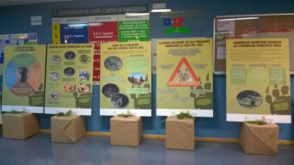 El oso pardo y su conservación