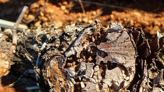 Síntomas de larvas de Xylotrechus arvicola en los cortes de poda.