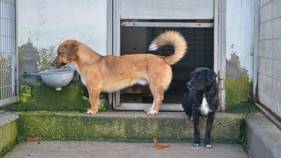Perros en un albergue canino.