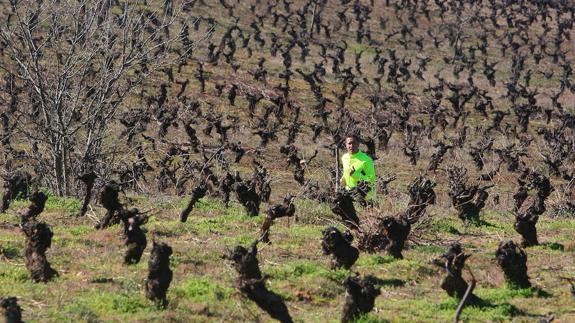 Viñedos en el Bierzo.