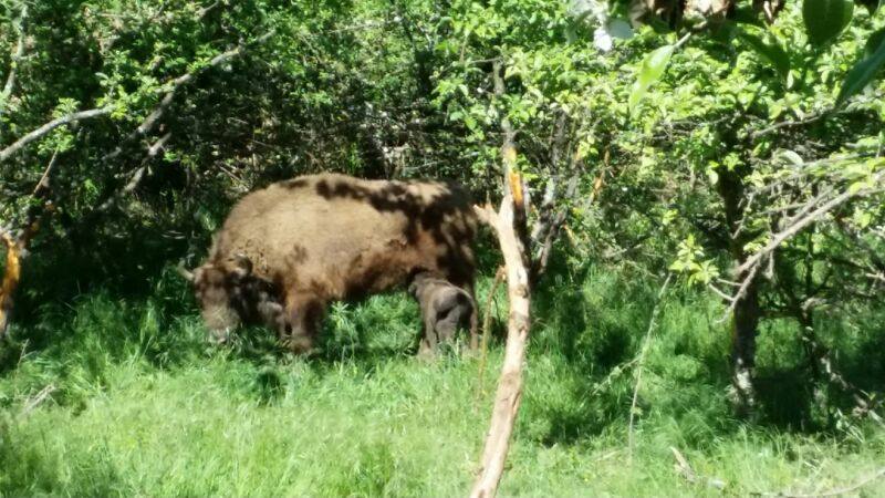 El primer bisonte en Asturias en 10.000 años