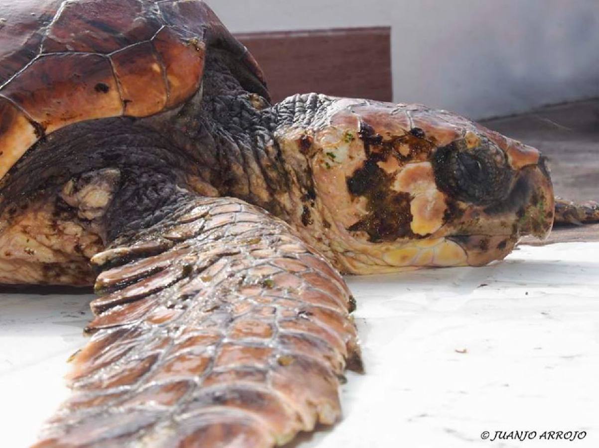 El rescate de &#039;Tugui&#039; en El Musel