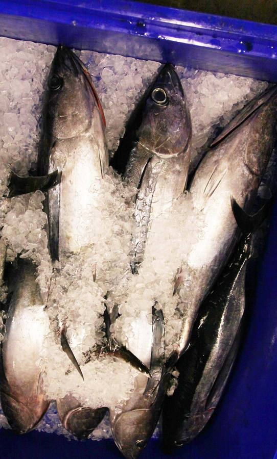 La rula de Avilés subasta 7.400 kilos de bonito
