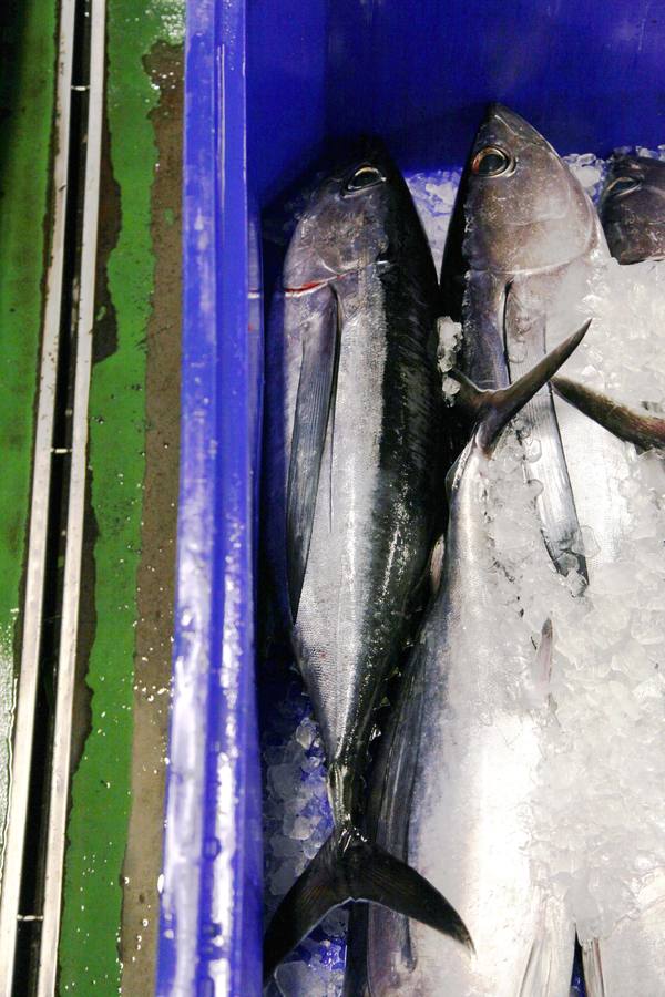 La rula de Avilés subasta 7.400 kilos de bonito