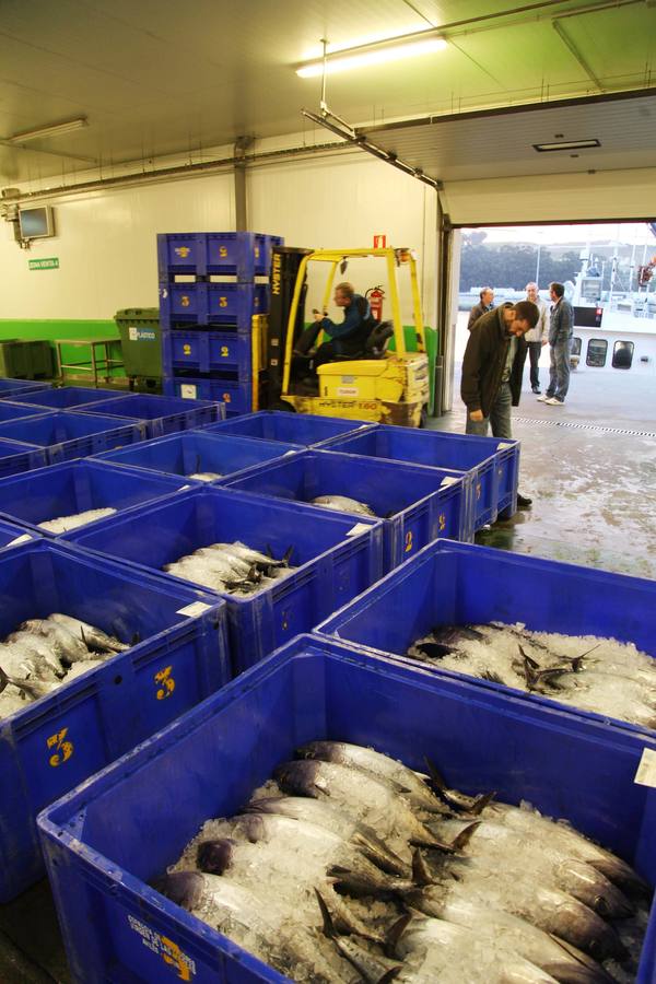 La rula de Avilés subasta 7.400 kilos de bonito