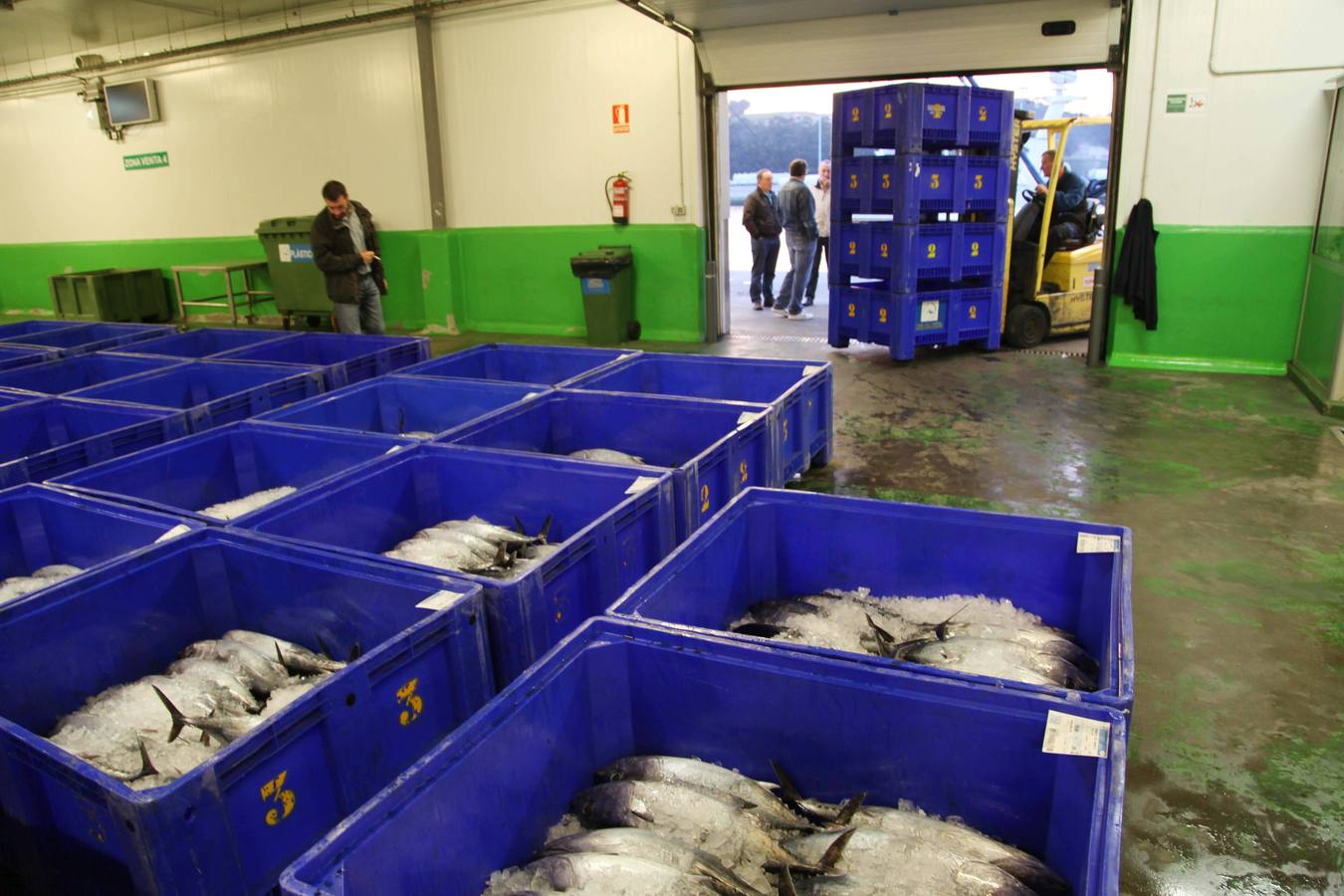 La rula de Avilés subasta 7.400 kilos de bonito