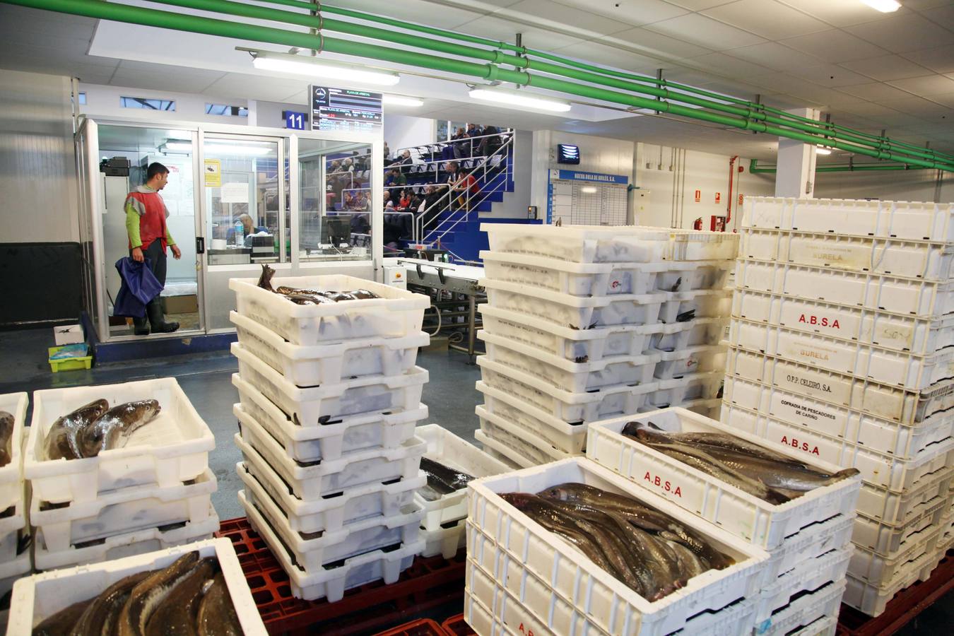 La rula de Avilés subasta 7.400 kilos de bonito