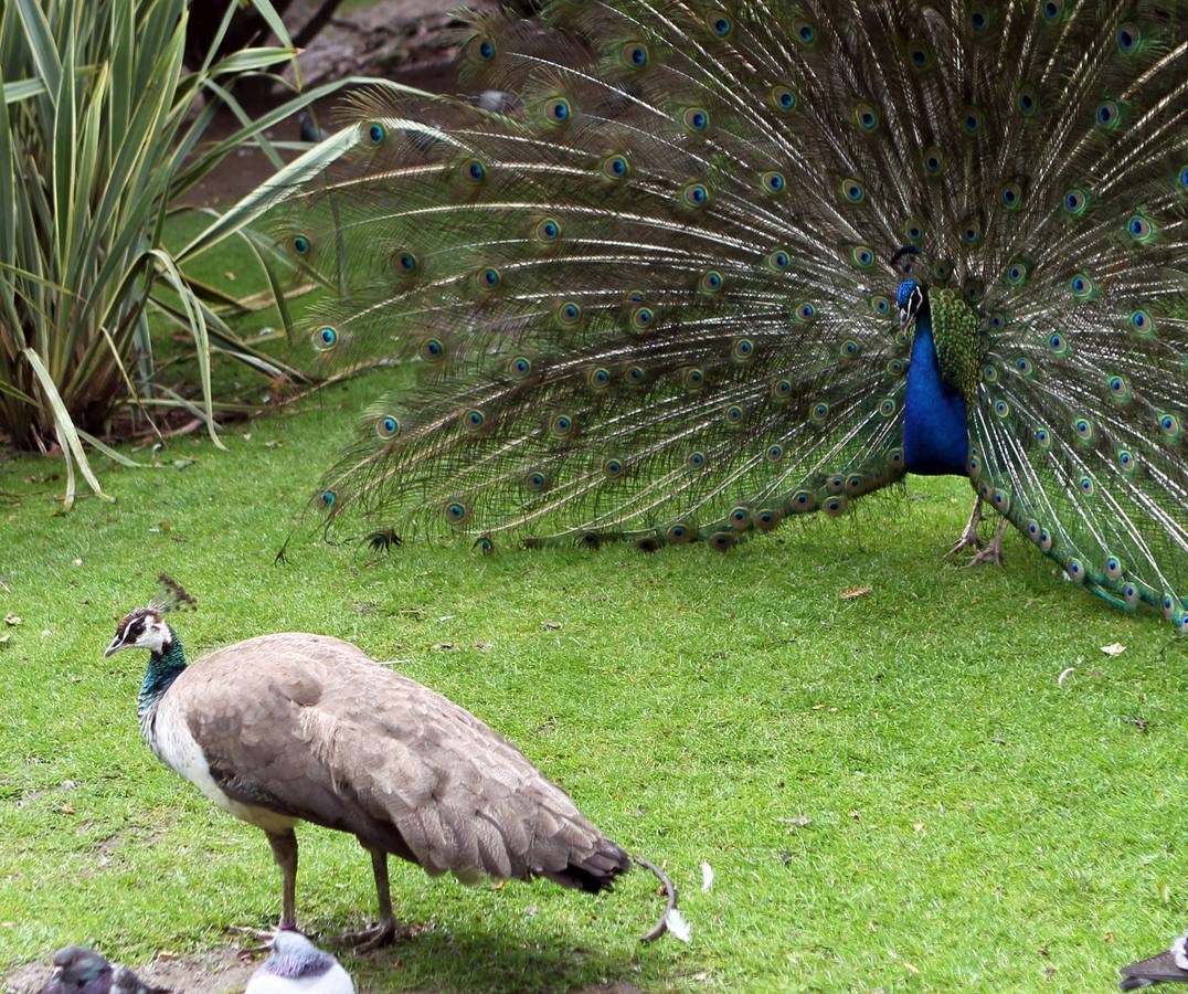 El Campo San Francisco