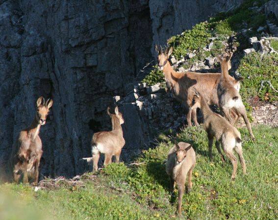 Los rebecos se asientan en la sierra del Aramo