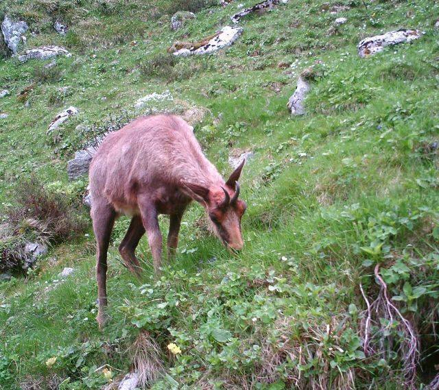 Los rebecos se asientan en la sierra del Aramo