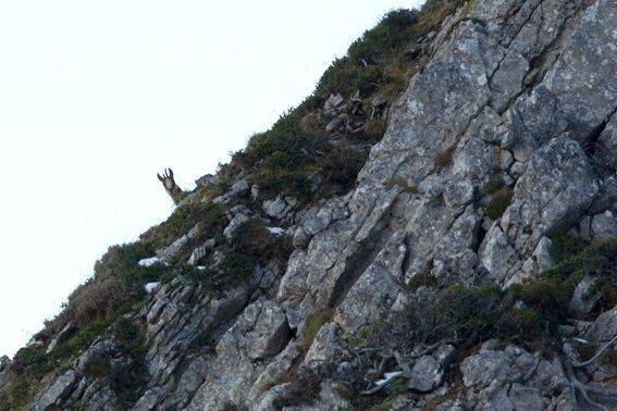 Los rebecos se asientan en la sierra del Aramo