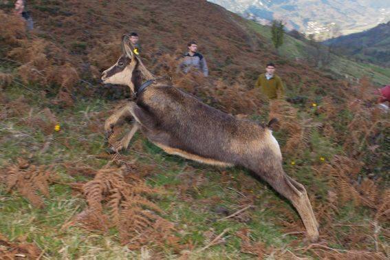 Los rebecos se asientan en la sierra del Aramo