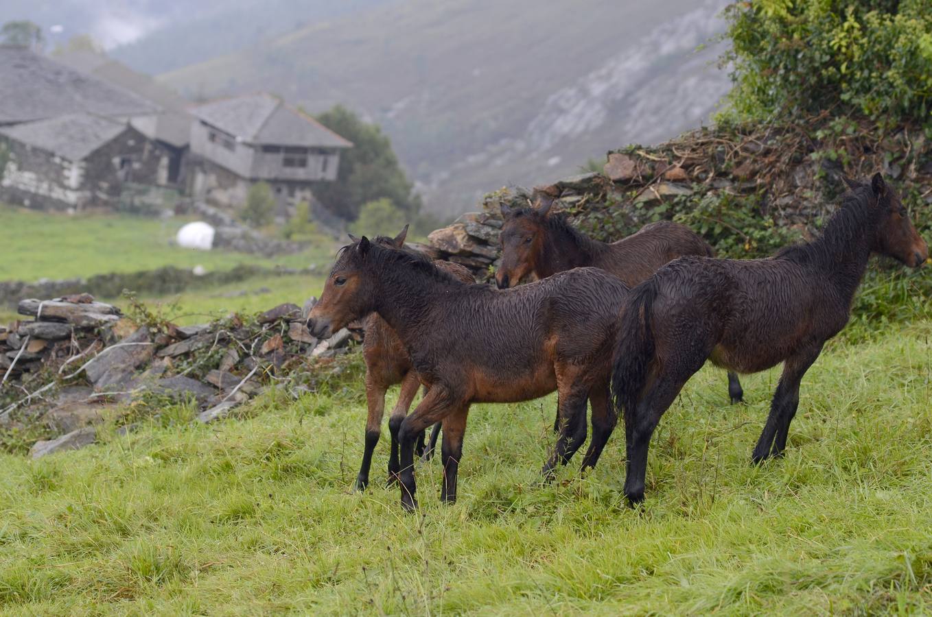 Los asturcones