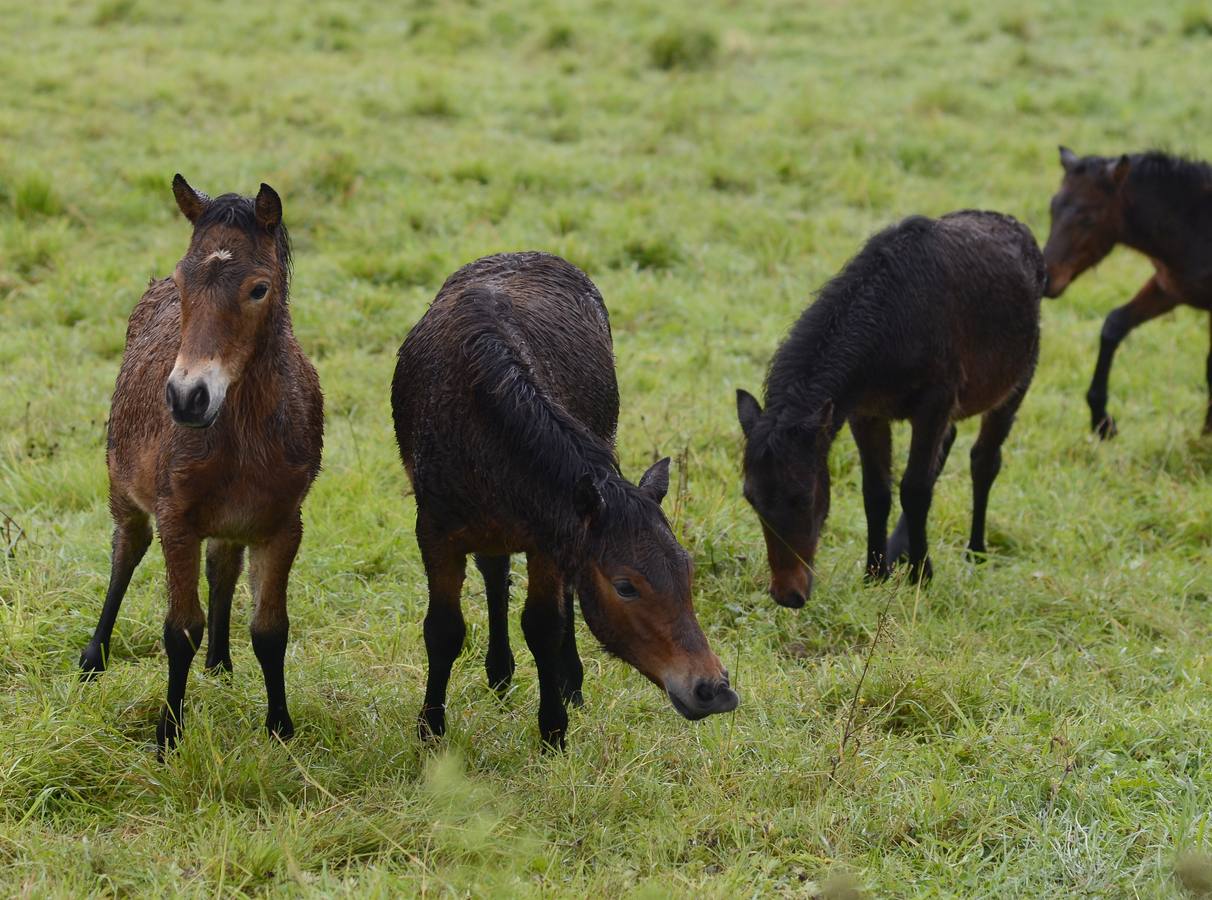 Los asturcones