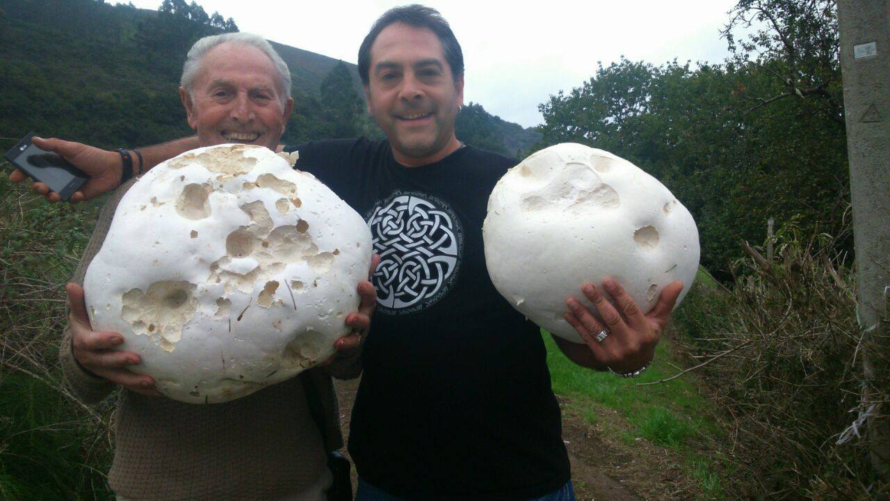Encuentran en Gijón tres ejemplares gigantes de las setas &#039;Lycoperdon perlatum&#039;